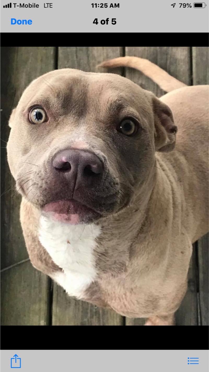 Pure Breed Pit Bull Puppies for sale in Houston, TX 5miles Buy and Sell