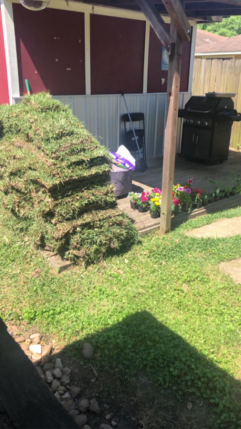 Grass for sale St Augustin per pallet for sale in Spring, TX 5miles