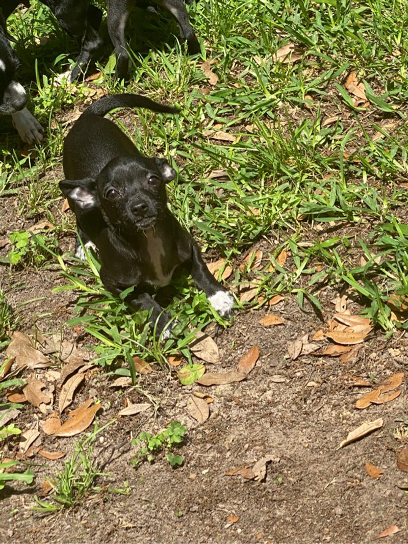 Two Puppies for sale in Houston, TX 5miles Buy and Sell