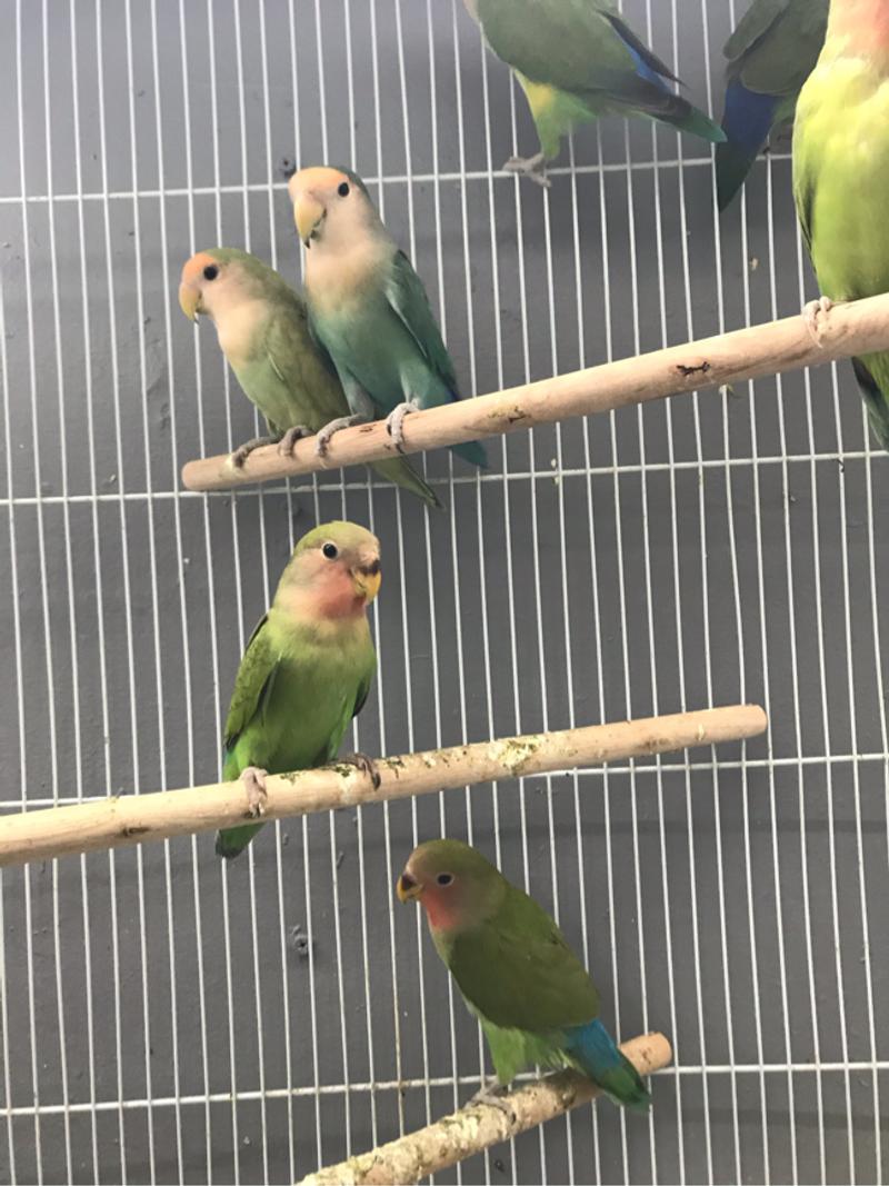 Love birds for sale in Dallas, TX 5miles Buy and Sell