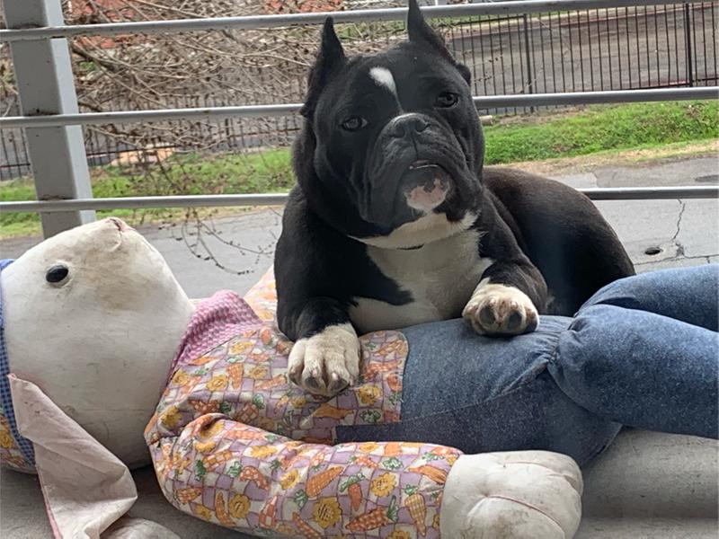 EXOTIC POCKET BULLY for sale in Dallas, TX 5miles Buy and Sell
