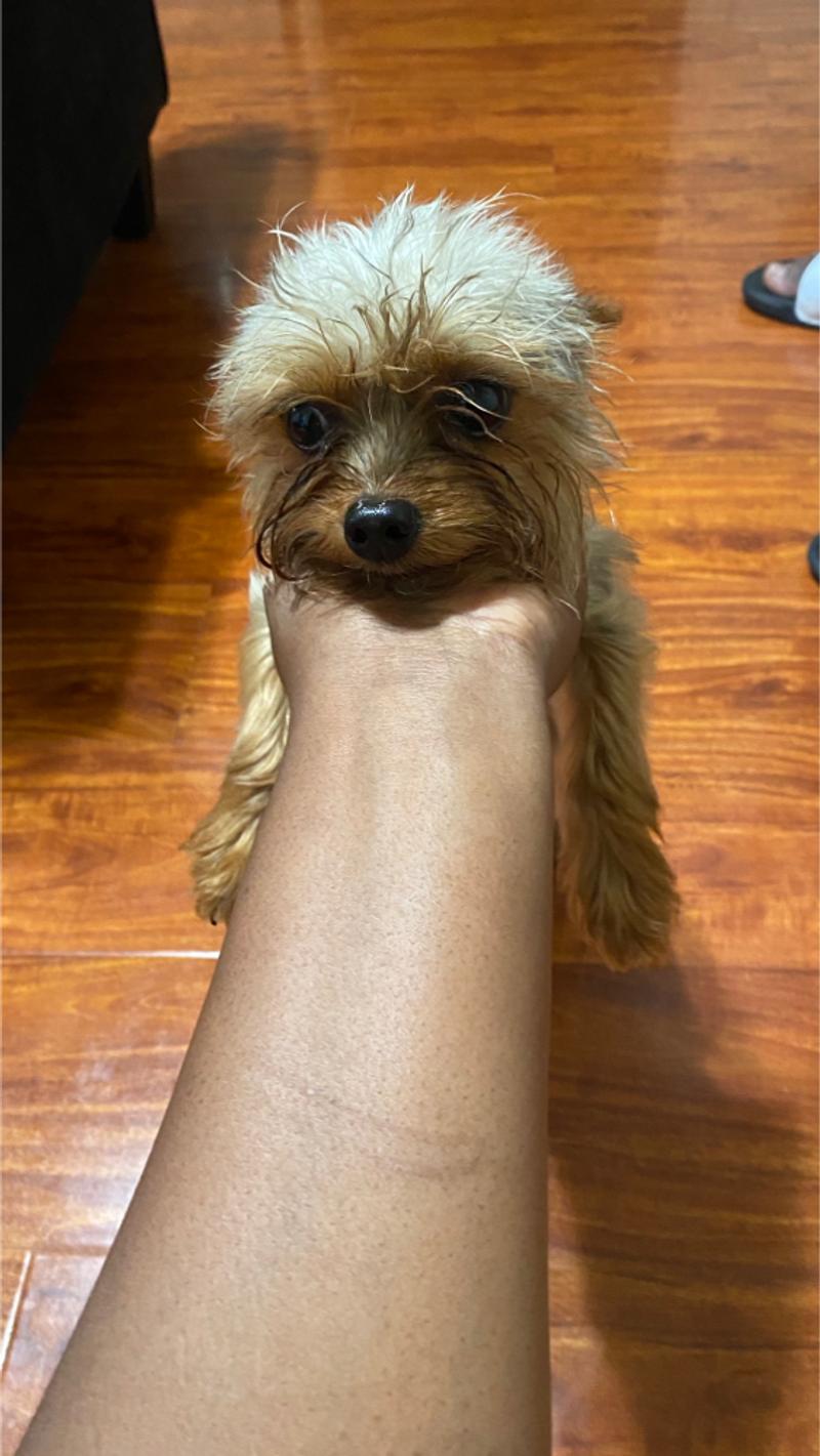 5 month Yorkie puppy for sale in Dallas, TX 5miles Buy and Sell