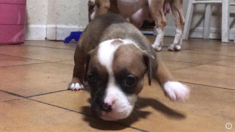 cheap bully pitbull puppies for sale