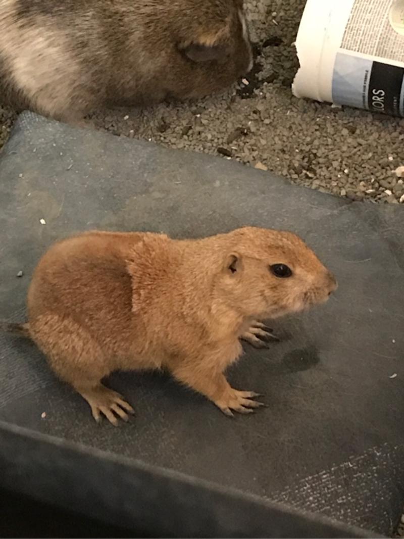 Prairie Dog for sale in Houston, TX 5miles Buy and Sell