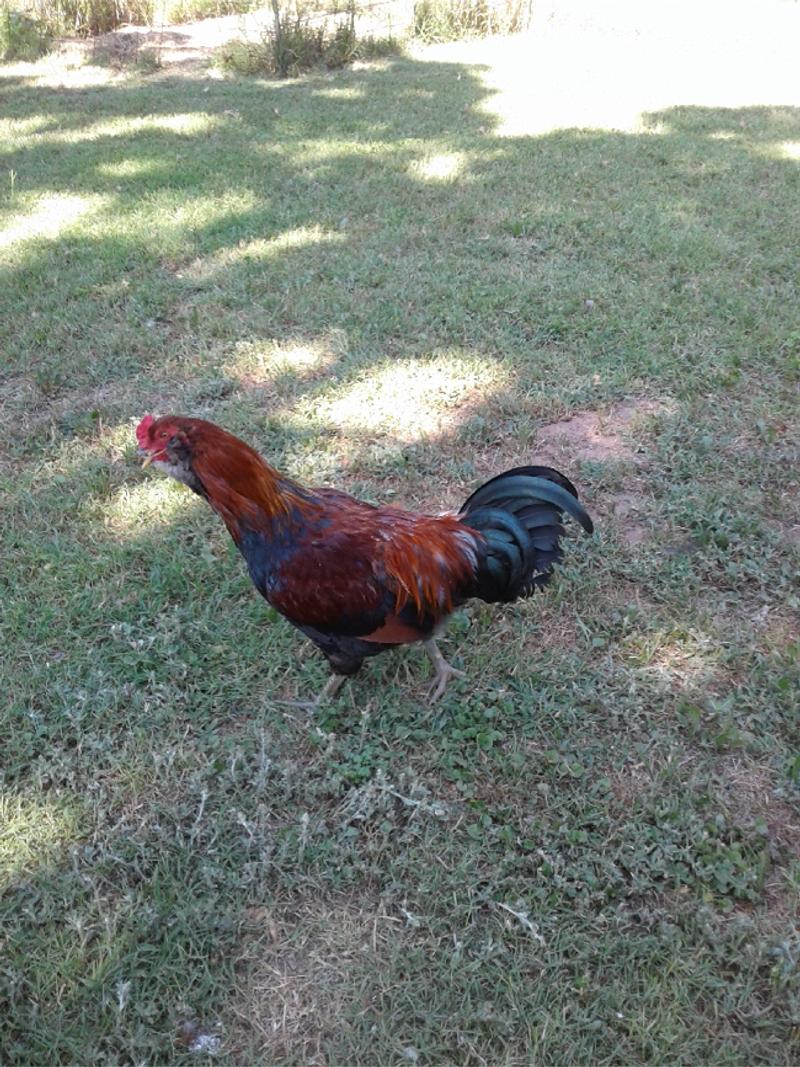 Rehoming roosters for sale in Burleson, TX 5miles Buy and Sell