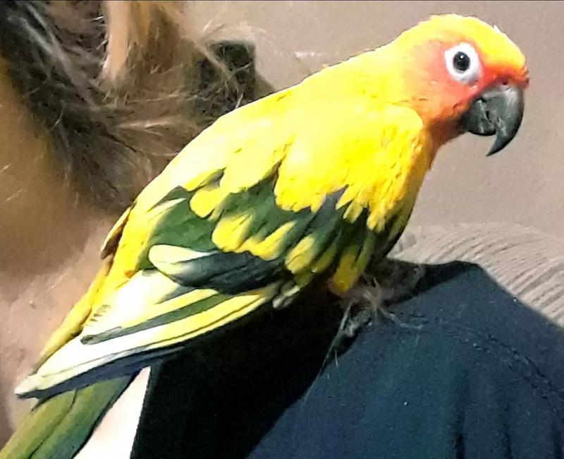 Sun Conure for sale in Arlington, TX 5miles Buy and Sell