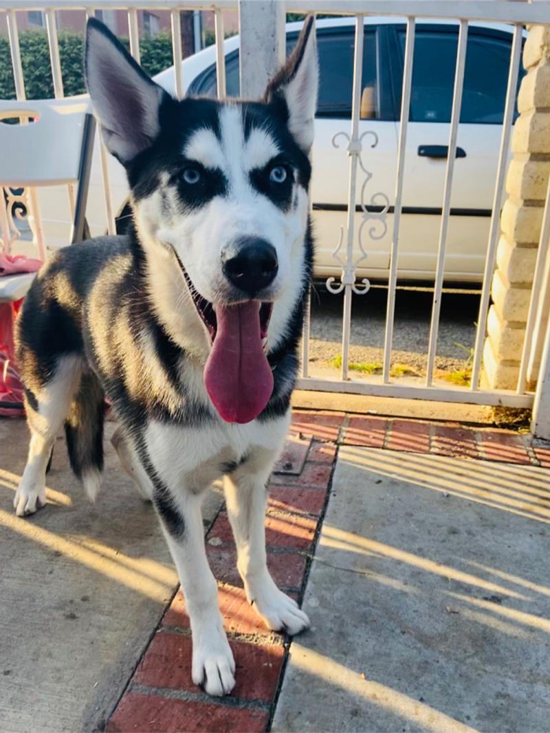 8 month Siberian Husky for sale in Wilmington, CA 5miles Buy and Sell