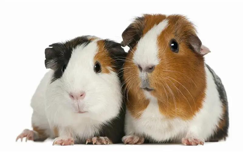 I'm looking for a girl and boy guinea pig for sale in Bell Gardens, CA 5miles Buy and Sell
