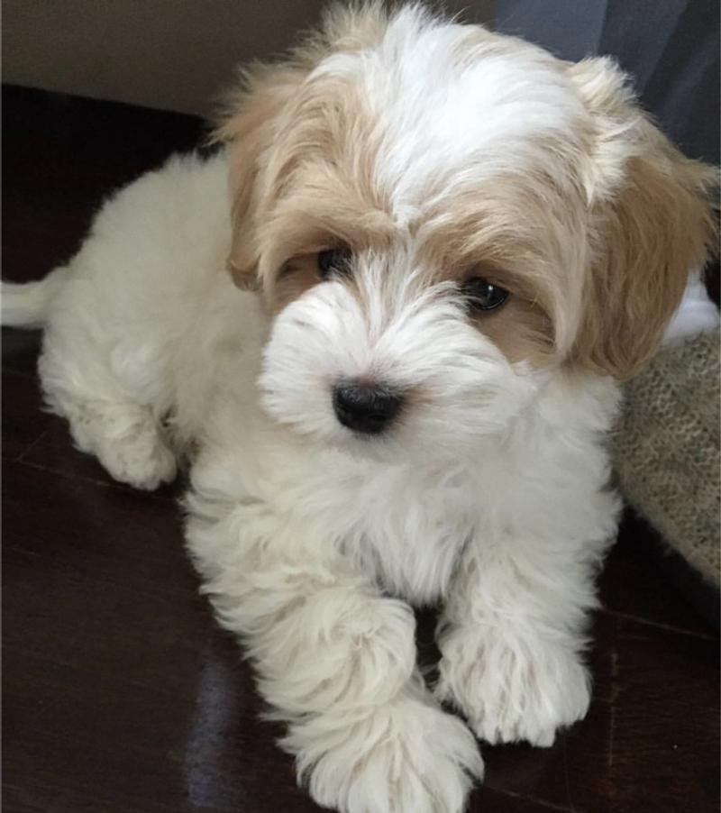 Adopt a puppy for sale in Virginia Beach, VA 5miles Buy and Sell