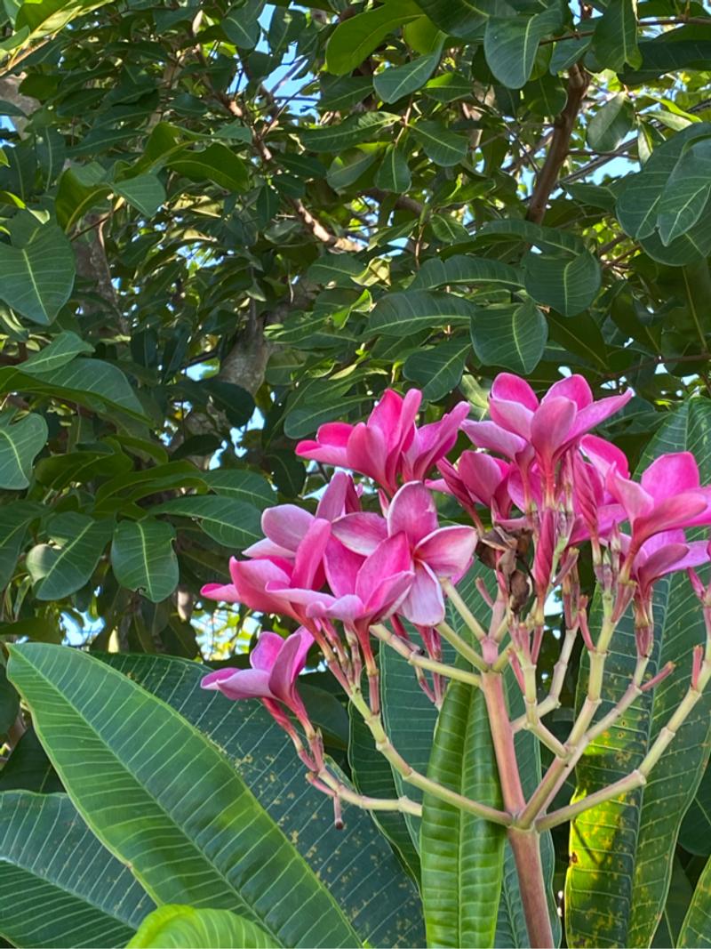 Pink plumeria for sale in Lake Worth, FL 5miles Buy and Sell