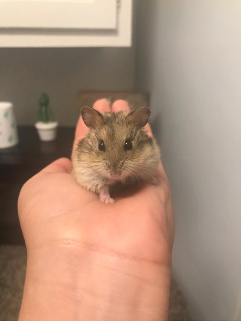 Dwarf hamster for sale in Dallas, TX 5miles Buy and Sell