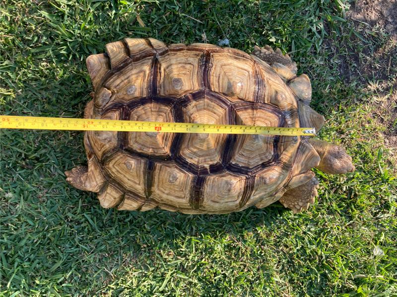 Giant Tortoise for sale in Weatherford, TX 5miles Buy and Sell