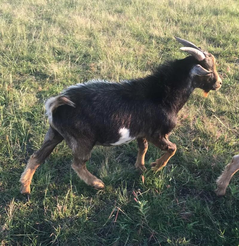 Goats for sale in Waxahachie, TX 5miles Buy and Sell