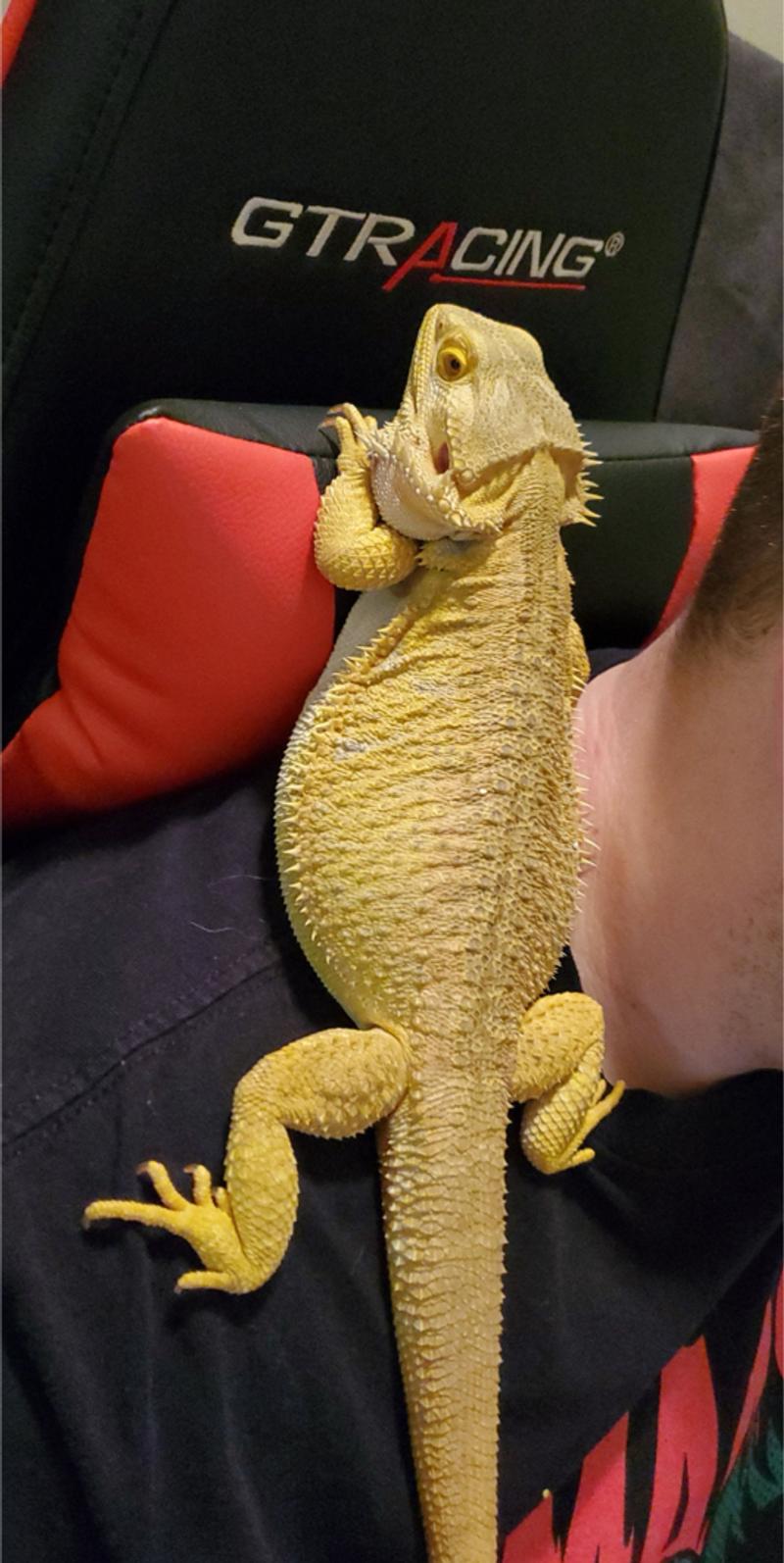 Bearded dragon for sale in Fort Worth, TX 5miles Buy and Sell