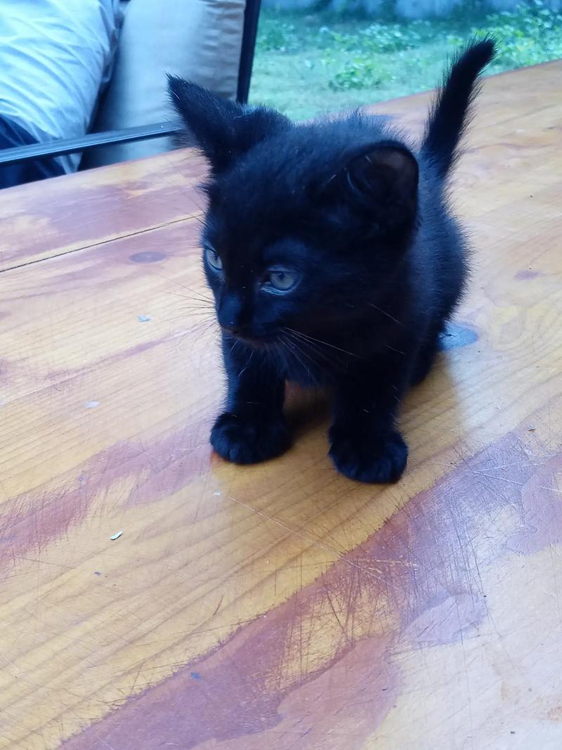 Bombay kittens for sale in Santa Ana, CA 5miles Buy and Sell