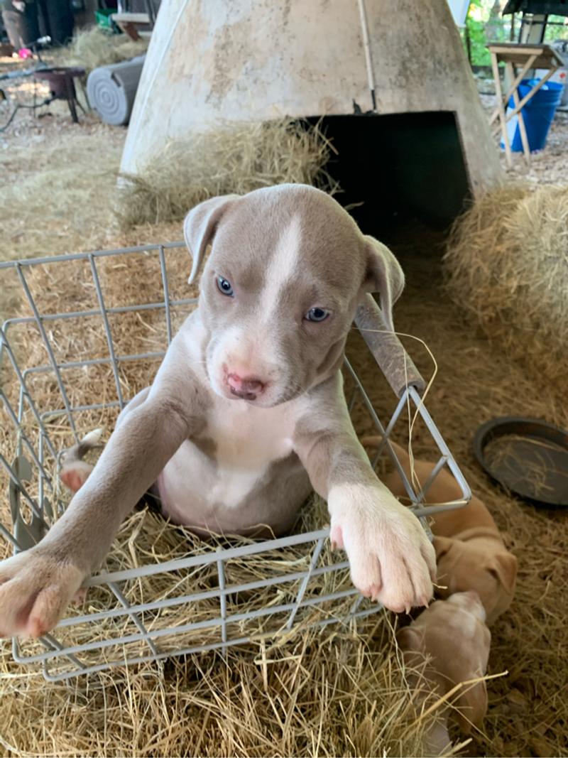Physical Development Of Pitbull Puppies