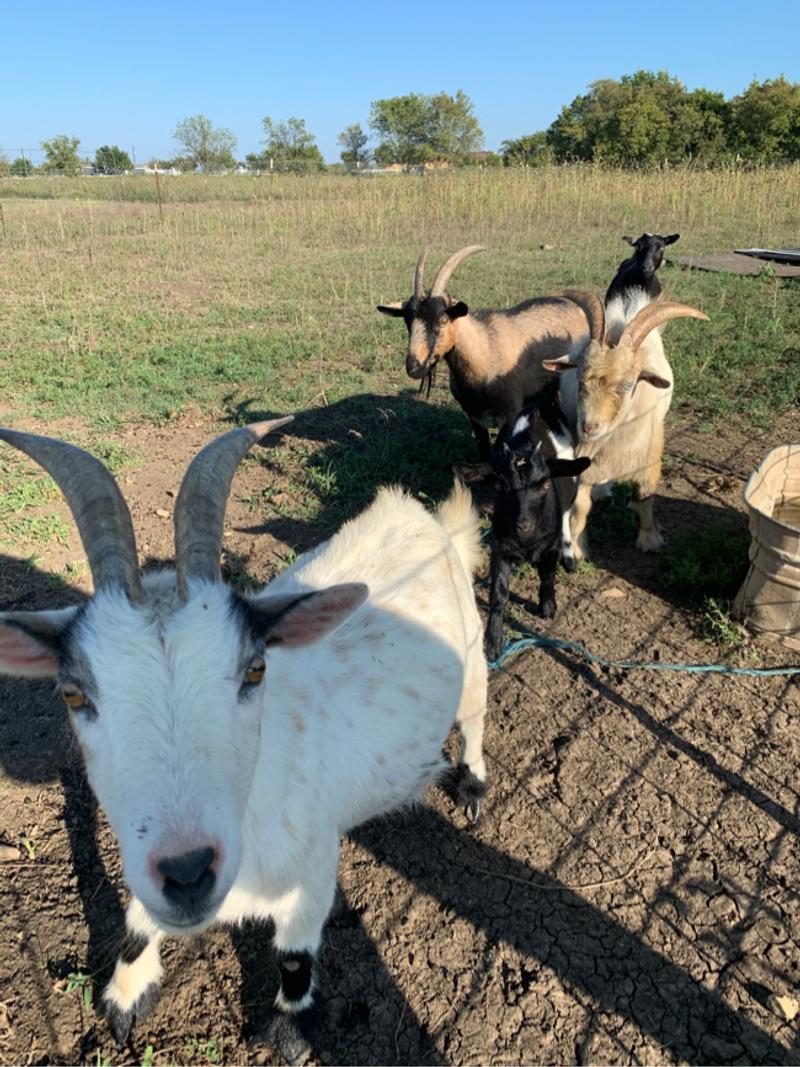 6 goats Pygmy and Nigerian for sale in Krum, TX 5miles Buy and Sell