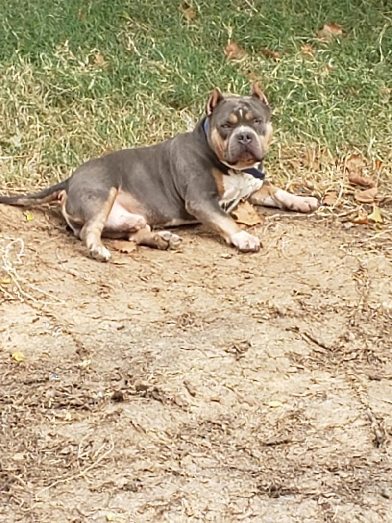 Pocket bully for sale in Mesquite, TX 5miles Buy and Sell