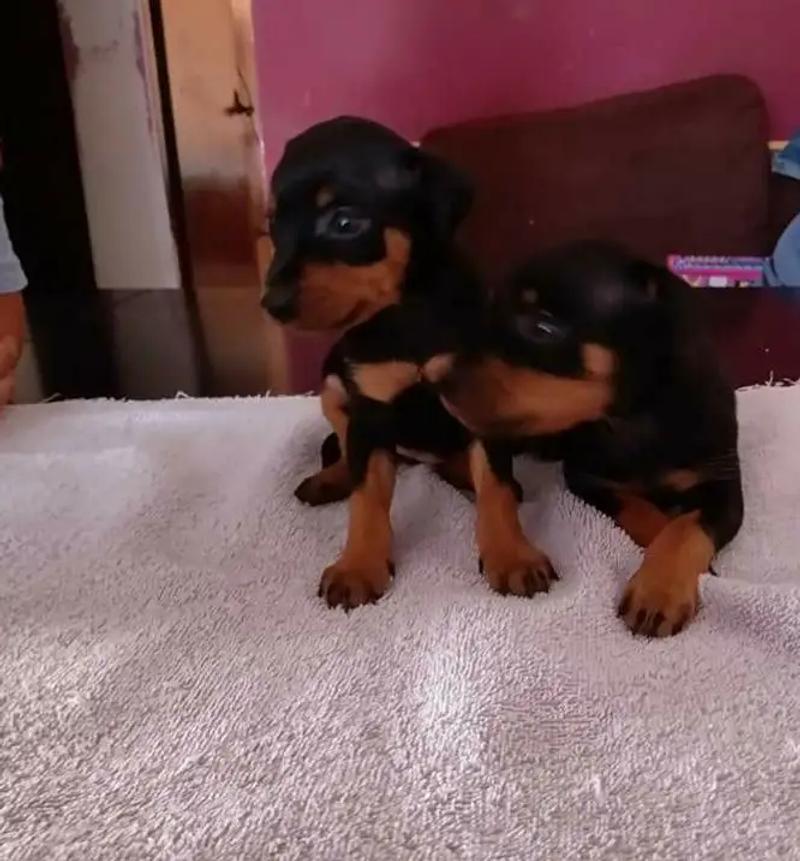 PUPPIES MINI DOBERMAN PINSCHER PUPPIES for sale in Rancho Cucamonga, CA