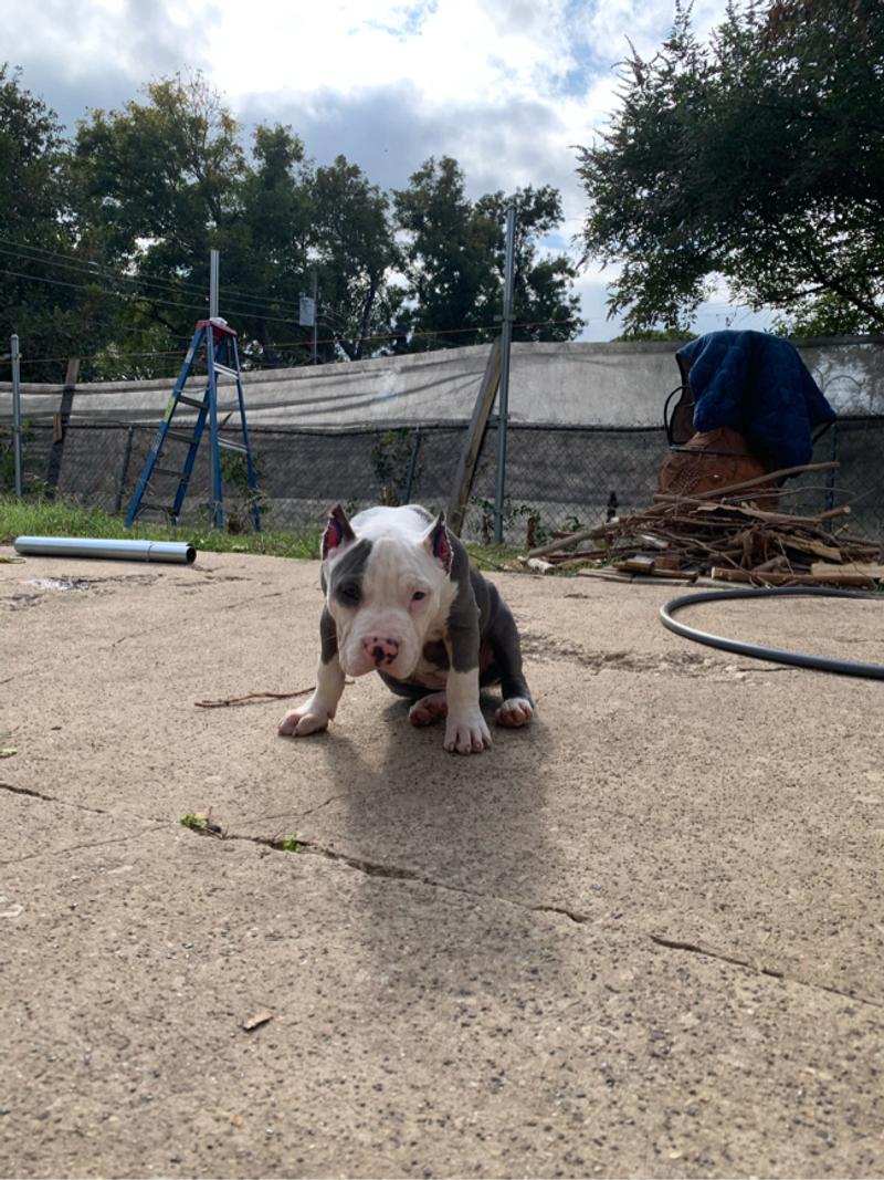American pocket bully 3 months male for sale in Dallas, TX 5miles