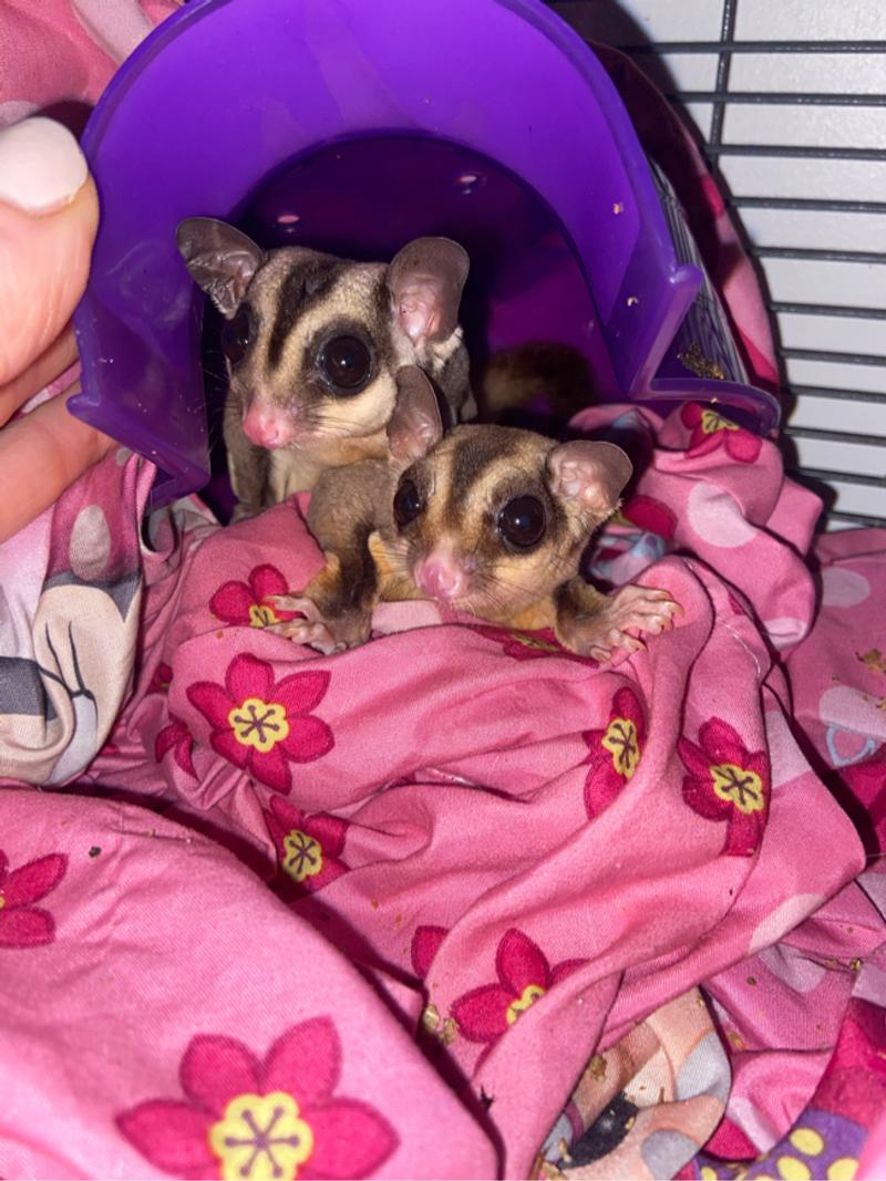 Two sugar gliders for sale in River Oaks, TX - 5miles: Buy and Sell
