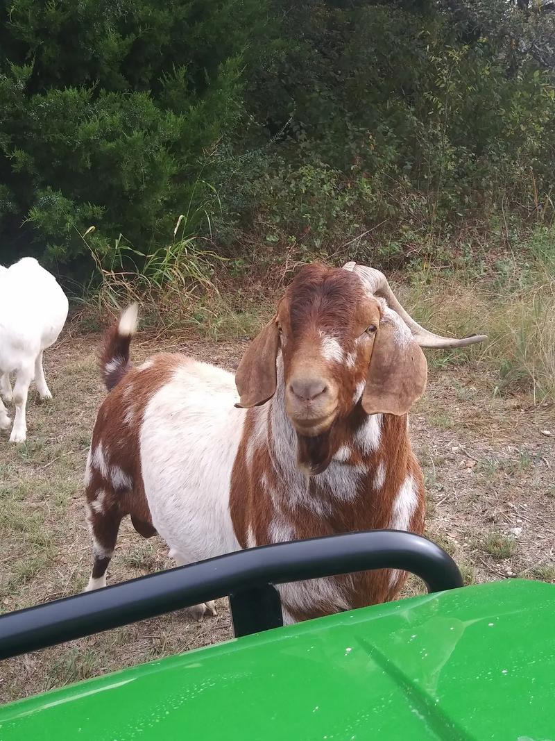 Male Goat for sale in Fort Worth, TX 5miles Buy and Sell