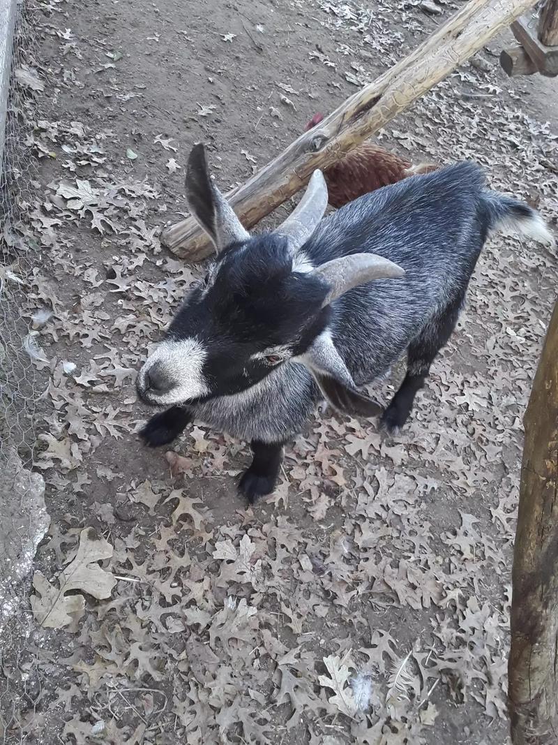 Nigerian Dwarf Goat for sale in Azle, TX 5miles Buy and Sell