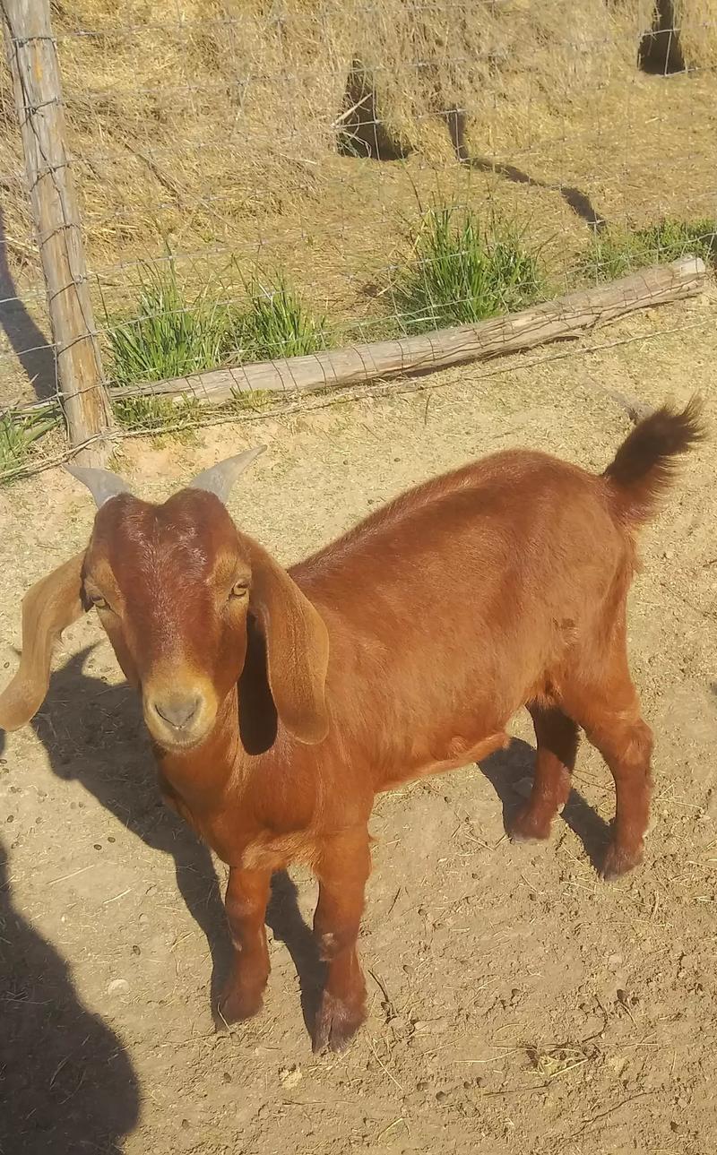 Goats for sale 150. Each for sale in Hempstead, TX 5miles Buy and Sell