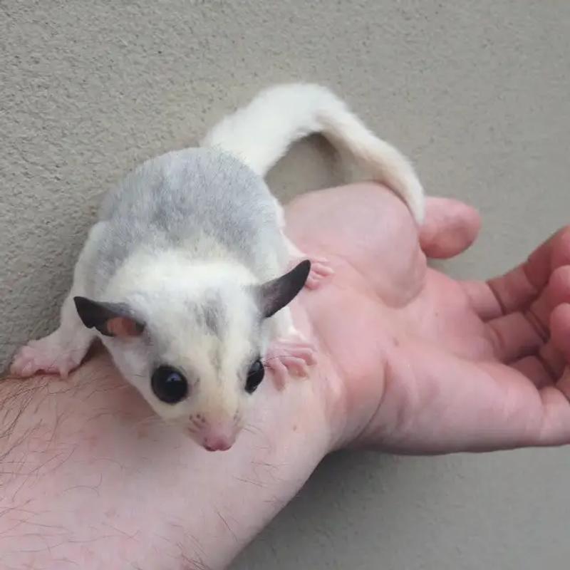Sugar Glider for sale in San Antonio, TX 5miles Buy and Sell