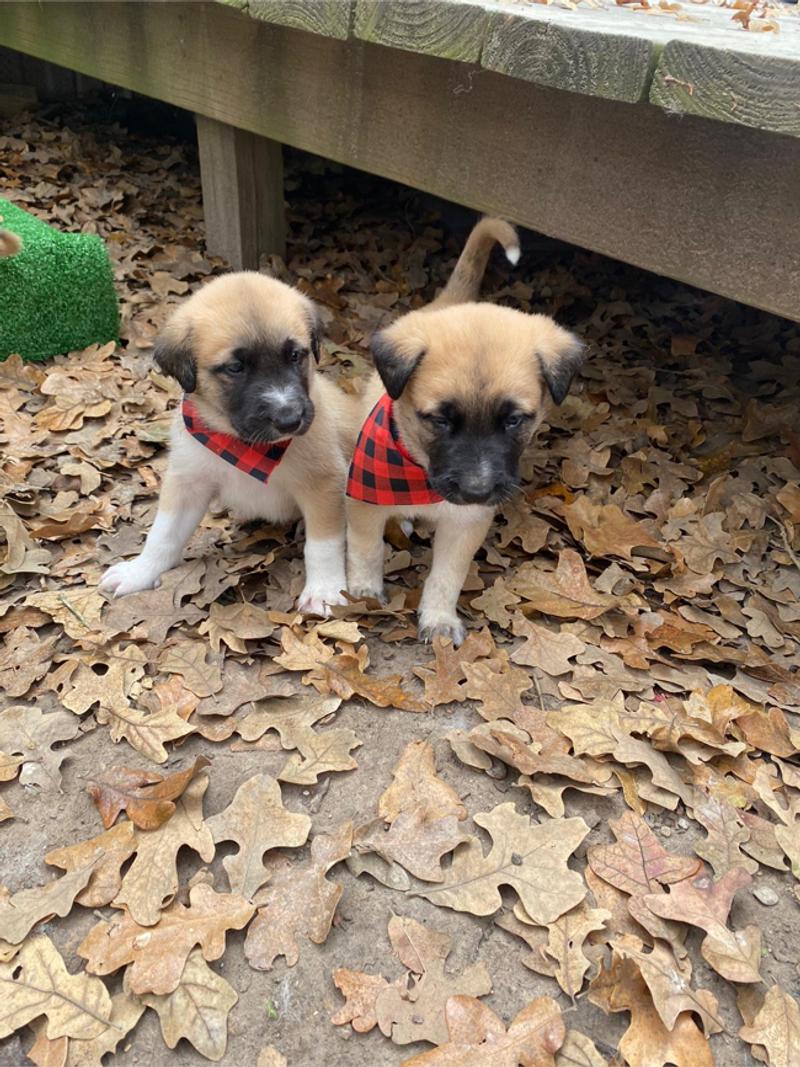Belgian malinois & Great Pyrenees puppies for sale in Quinlan, TX