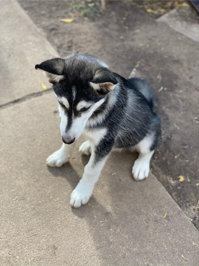 Baby huskies for sale in Houston, TX 5miles Buy and Sell