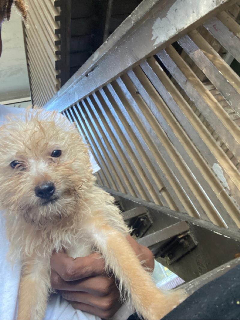 Puppy for sale for sale in Tampa, FL 5miles Buy and Sell