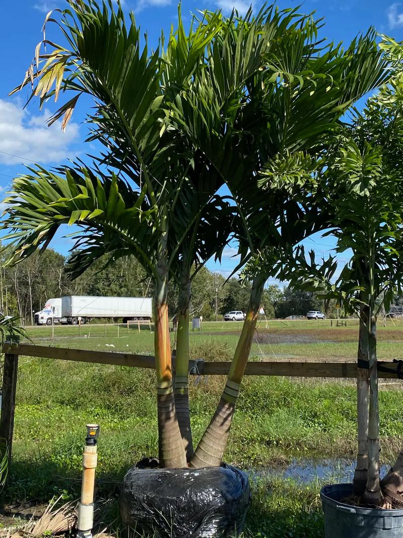 Christmas Palm for sale in San Antonio, FL 5miles Buy and Sell