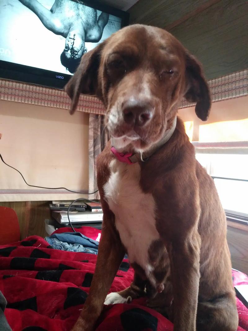 Red lab mix. Free to a new home. Best if a single dog household