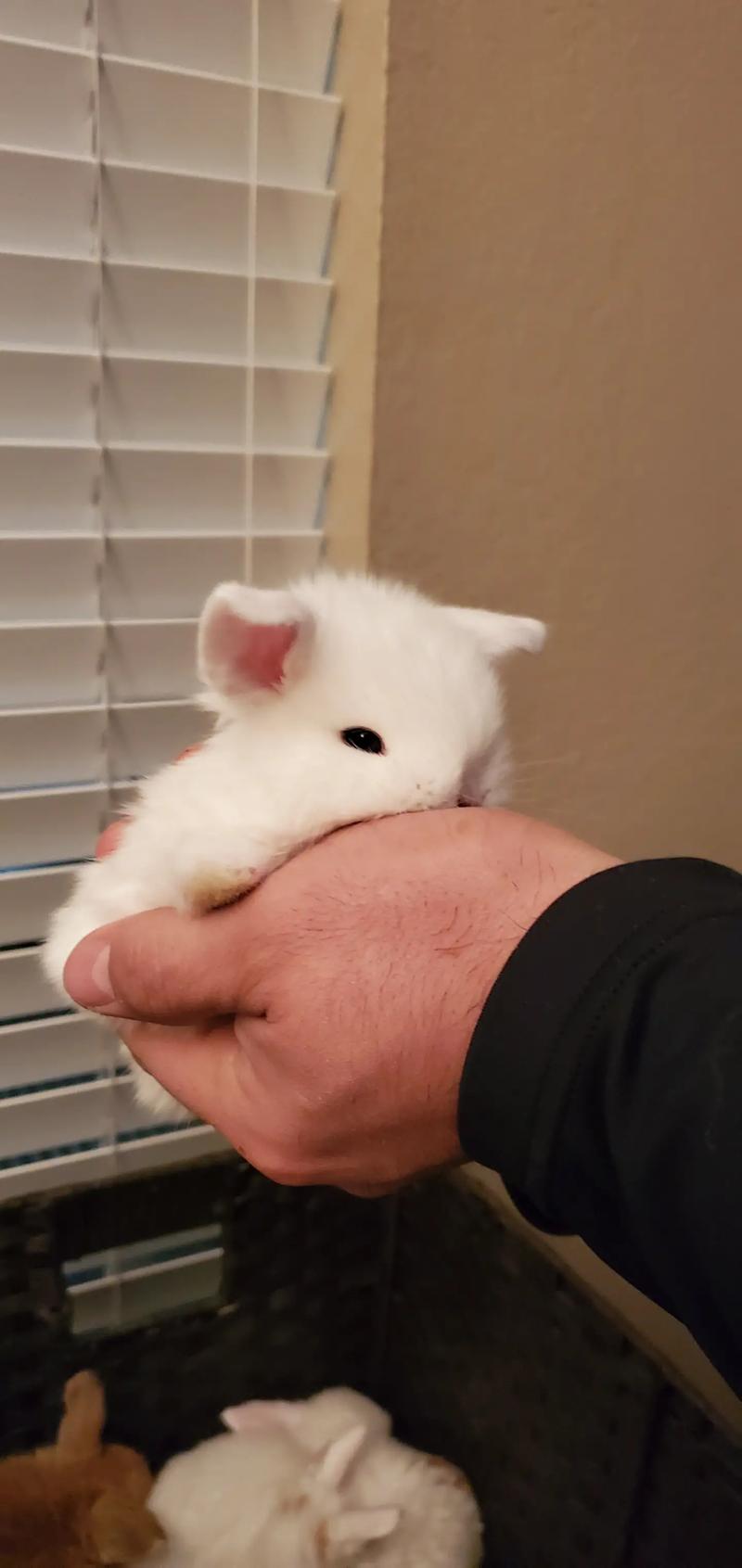 Holland Lops for sale in Coppell, TX 5miles Buy and Sell