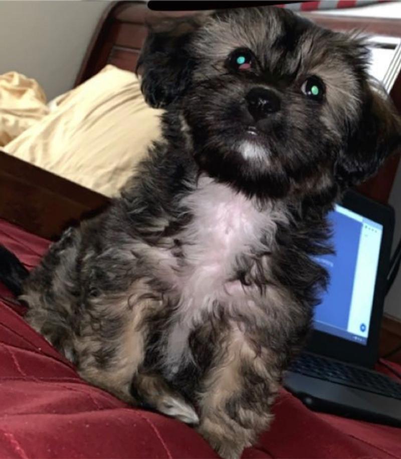 Puppy for sale in Houston, TX 5miles Buy and Sell