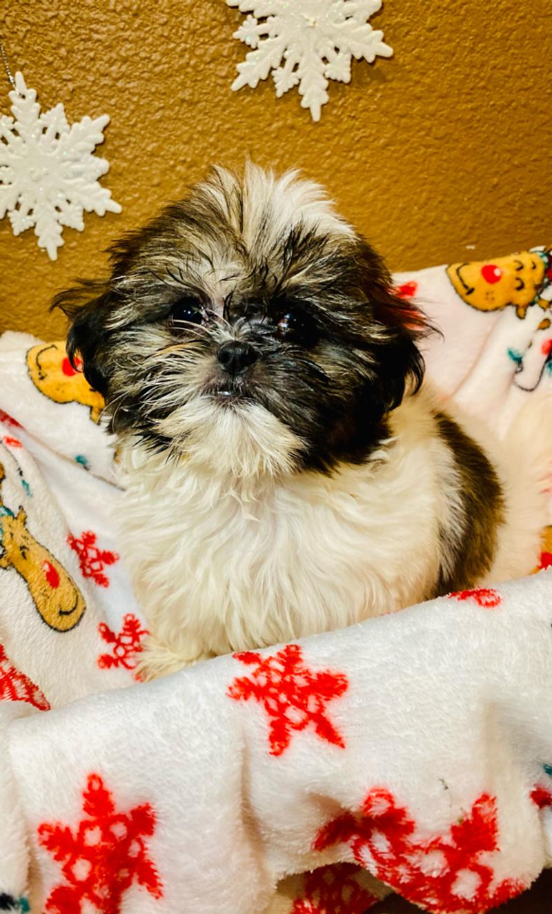 Shih tzu puppies for sale in Houston, TX 5miles Buy and Sell