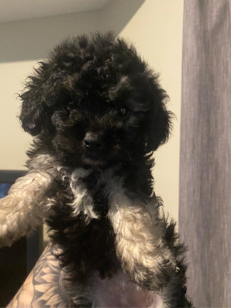 Puppy maltipoo crate for sale in Canoga Park, CA 5miles Buy and Sell