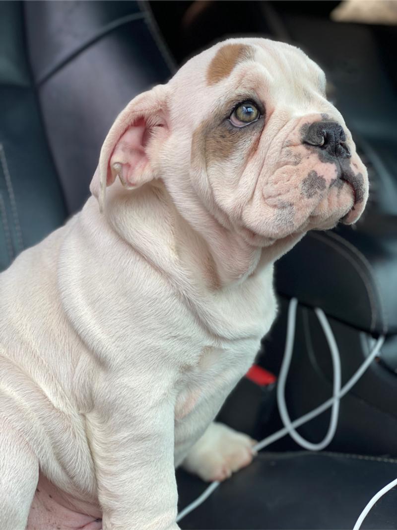 English bulldog puppy for sale in Dallas, TX 5miles Buy and Sell