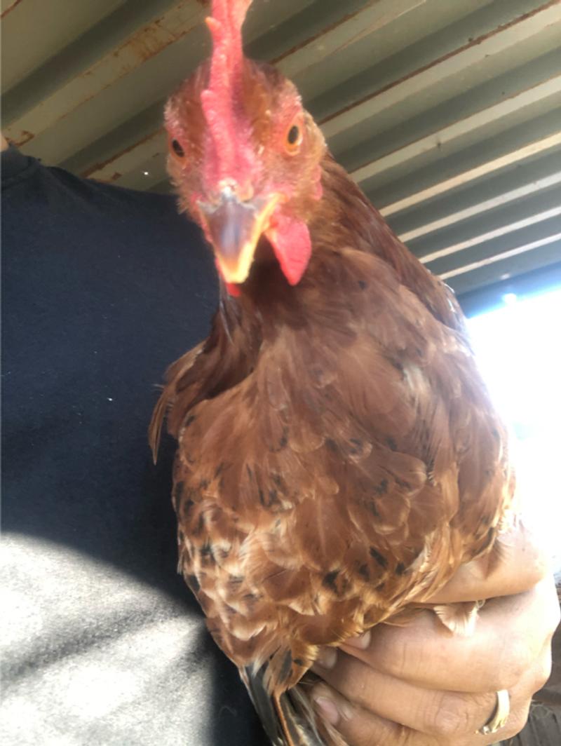 Chickens pollos for sale in Kaufman, TX 5miles Buy and Sell