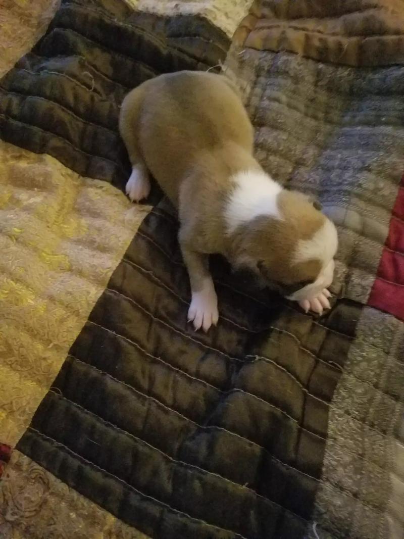 Boxer puppies only 1 left out of 10 for sale in Fort Worth, TX 5miles