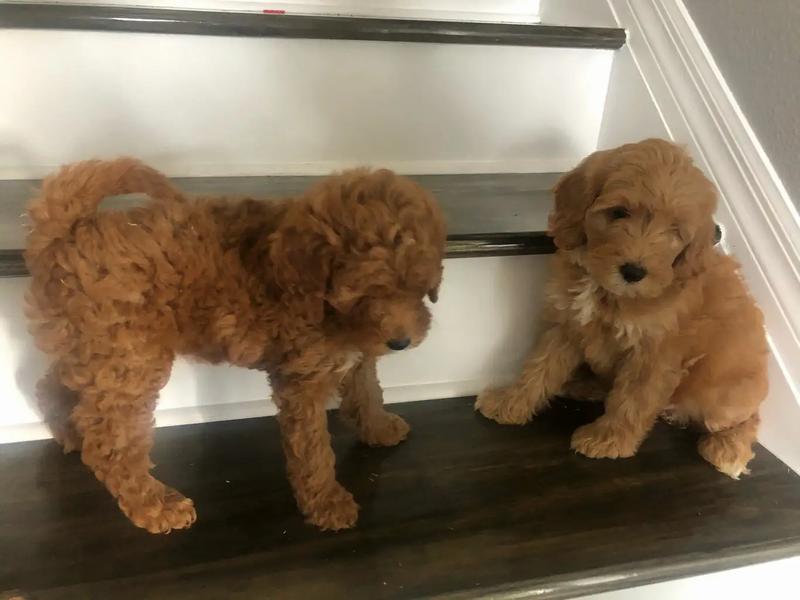 Mini Golden doodle for sale in Miami, FL 5miles Buy and Sell