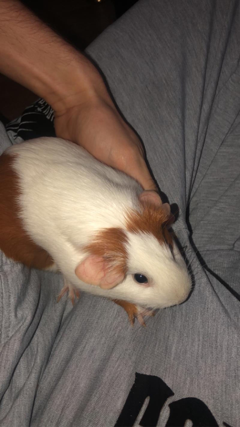 Guinea Pig for sale in Houston, TX 5miles Buy and Sell
