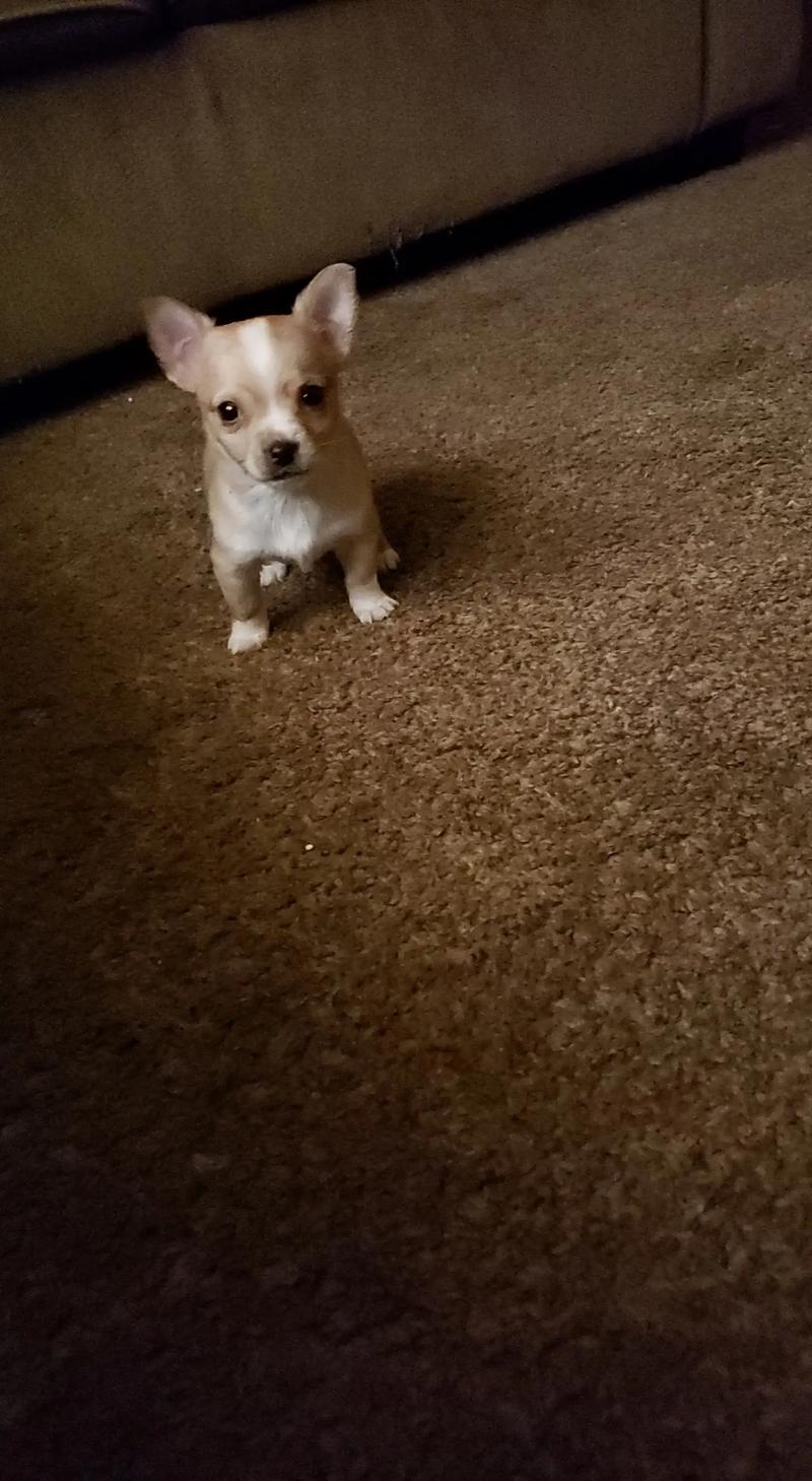 Teacup chihuahua puppies for sale in Whitesboro, TX 5miles Buy and Sell