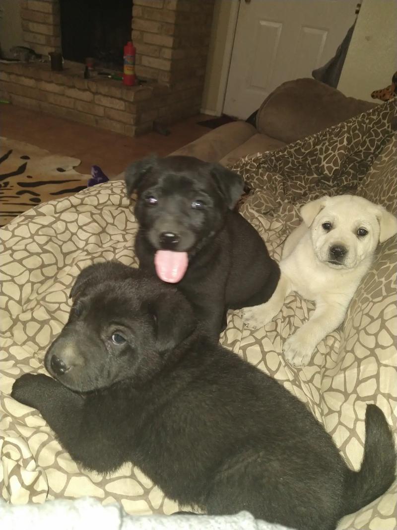 Full Breed Labs. for sale in San Antonio, TX 5miles Buy and Sell