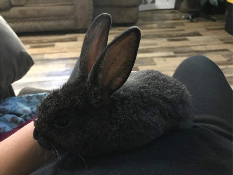 Baby Bunnies for sale in Dallas, TX 5miles Buy and Sell
