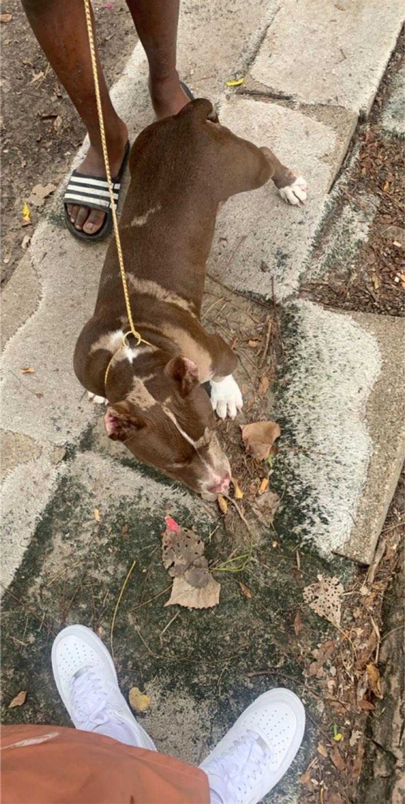 American pocket bully Chocolate Tri Merle (STUD FEE) for sale in Houston, TX 5miles Buy and Sell