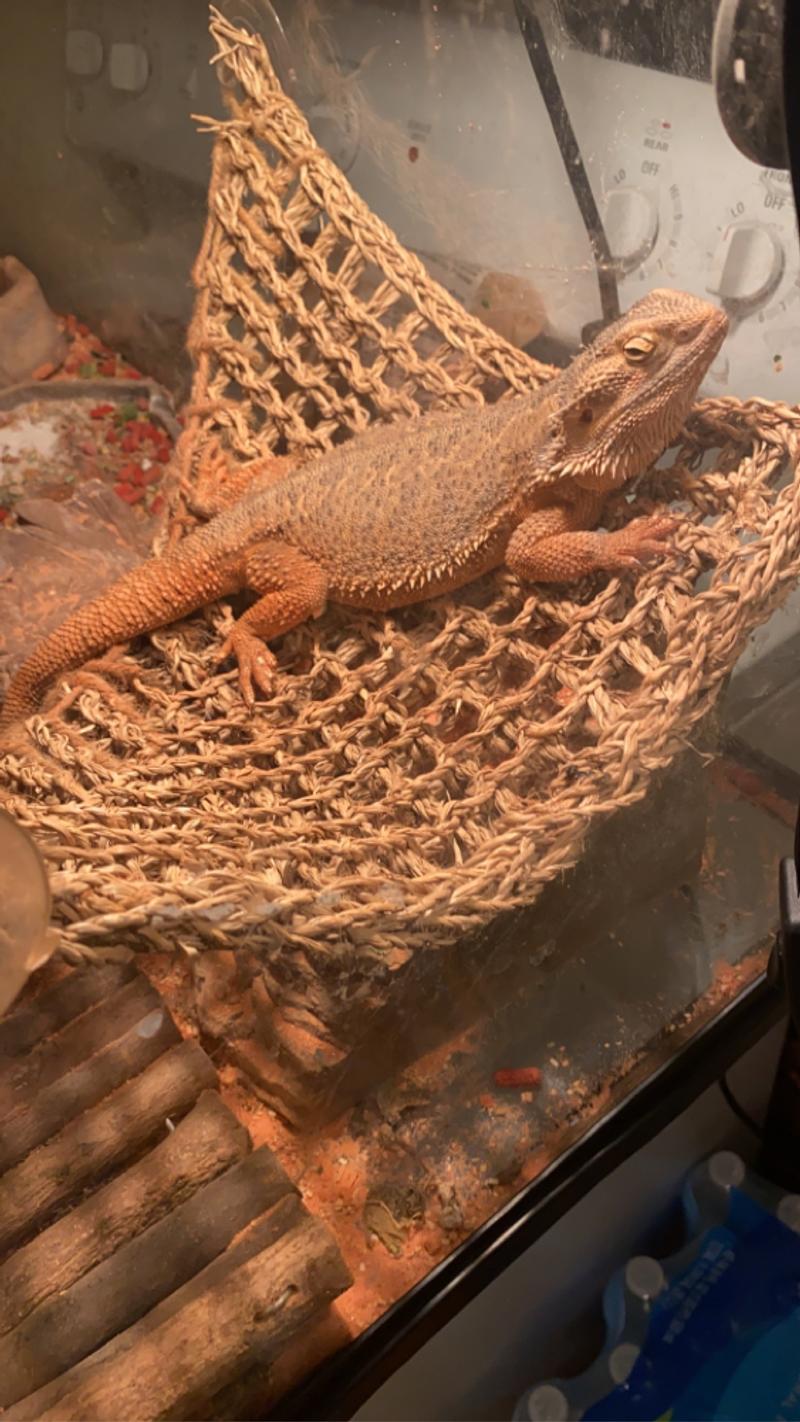 Bearded dragon for sale in Bonham, TX 5miles Buy and Sell