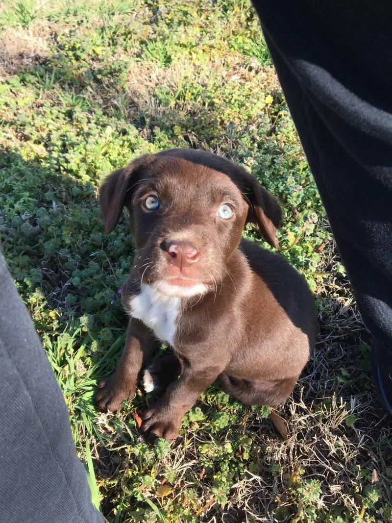 Chocolate lab puppy for sale in Arlington, TX 5miles Buy and Sell