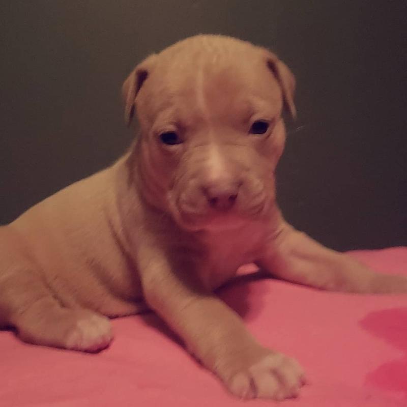 Pitbull puppies for sale in Carrollton, TX 5miles Buy and Sell